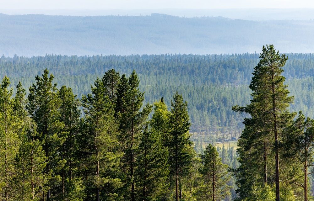 Så får skogsägare hjälp att ta hand om sin skog