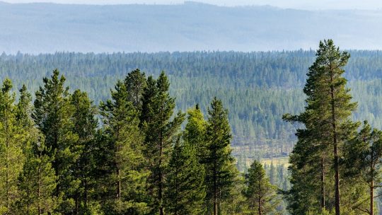 Så får skogsägare hjälp att ta hand om sin skog